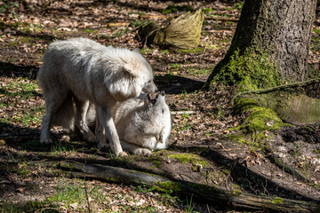 Zwei Wölfe im Wald Alphatier