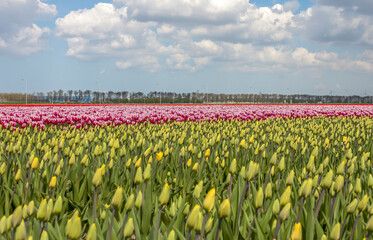 field of tulips and blue sky