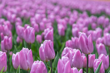 Fototapeta premium purple tulips in spring