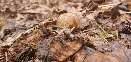 Large snail crawling on wet leaves on a rainy spring morning, Lodz, Poland.