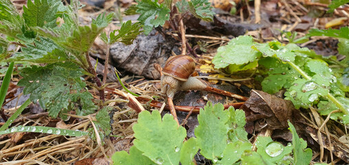Large snail crawling on wet leaves on a rainy spring morning, Lodz, Poland.