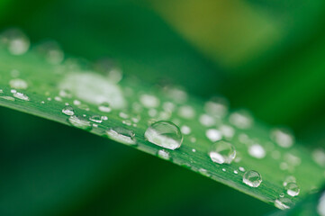 Beautiful large drops of fresh morning dew in juicy green grass macro. 