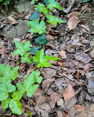 Naklejka premium leaves on the ground