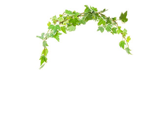 Flower foliage circle overlays, golden ring, backdrop overlays, maternity rings, art portrait,...