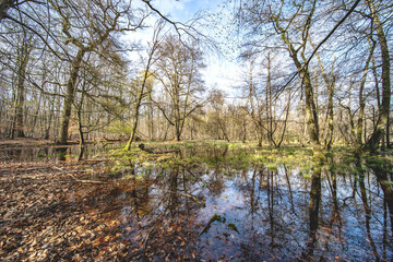 Sumpflandschaft in einem Auenwald