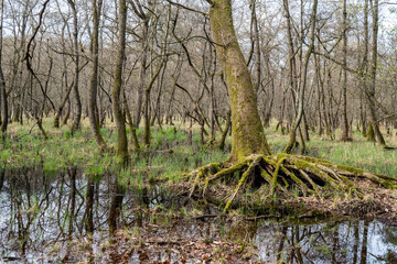 Sumpflandschaft in einem Auenwald