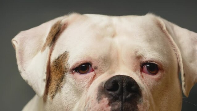A large white dog of the American Bulldog breed carefully looks into the frame. Large breeds of dogs in the house. Interactions between humans and animals