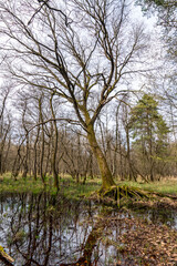 Obraz premium Sumpflandschaft in einem Auenwald