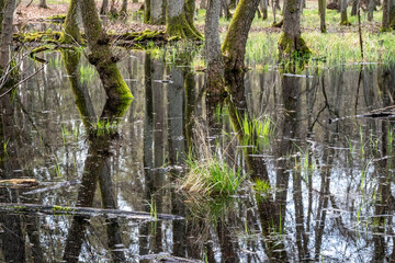 Sumpflandschaft in einem Auenwald