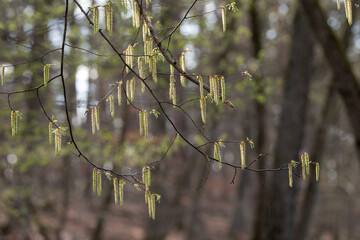 Sumpflandschaft in einem Auenwald