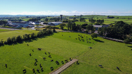 Obraz premium Cows graze on a green meadow on a sunny summer day. Green farm fields at noon. Agricultural landscape, top view, green grass field.