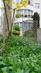 petit jardin local ou de zone de résidence, fleuri de quelques plantes exotiques et tropicaux, avec quelques arbustes et quelques fleurs colorés en violet, entretien, avec grille bois, écologique