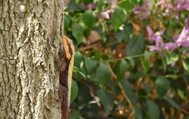 A closeup picture of a Peninsular rock agama or South Indianrock Agama on tree