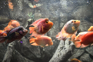 A closeup picture of an Orange coloured Flower Horn fish in aquarium.