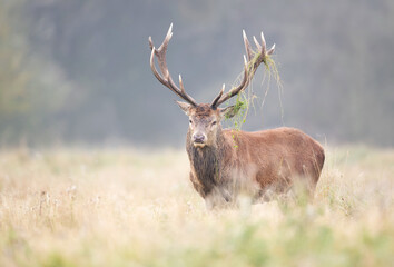 Red deer stag with grass on antlers during the rut in autumn