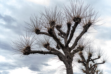 Fototapeta na wymiar crown of a tree without leaves on a blue sky