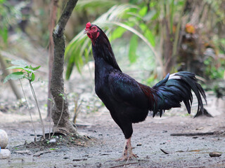 Rooster in the farm