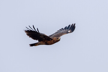 Greater spotted eagle or Clanga clanga observed near Nalsarovar in Gujarat India