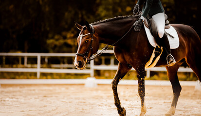A beautiful bay horse with a braided mane and a rider in the saddle participates in dressage...