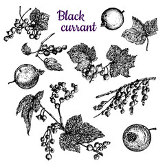 Black currant. Leaves, branches and berries. Black and white sketch.Stock vector illustration. Hand drawing. Isolated on a white background.For the design of product packaging, labels