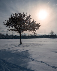 Baum im Schnee mit Wintersonne