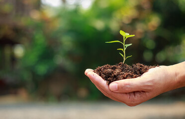 Planting a tree for help to prevent global warming or climate change and save the earth. Picture for concept of Mother Earth Day to encourage people about the environmental protection.