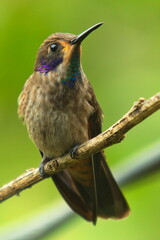 Hummingbird in Mindo, Ecuador, South America

