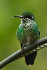 Hummingbird in Mindo, Ecuador, South America
