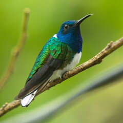 Fototapeta premium Hummingbird in Mindo, Ecuador, South America 