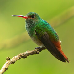 Hummingbird in Mindo, Ecuador, South America
