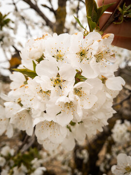 Cerezo, cerezas, guindo, floraci&oacute;n, flor, picota, polinizaci&oacute;n, polen, pistilos, 