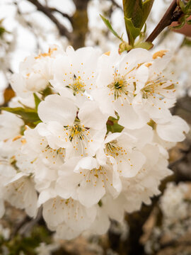 Cerezo, cerezas, guindo, floraci&oacute;n, flor, picota, polinizaci&oacute;n, polen, pistilos, 