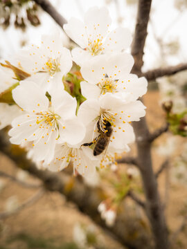 Cerezo, cerezas, guindo, floraci&oacute;n, flor, picota, polinizaci&oacute;n, polen, pistilos, 