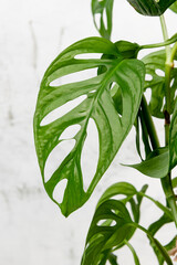Monstera Adansonii