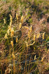 Closeup of backlit grass yellow spike inflorescences in a field in summer