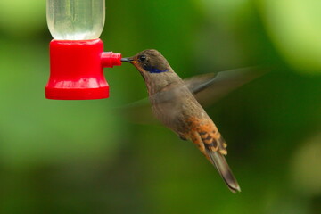 Hummingbirds on a feeder in Mindo, Ecuador, South America
