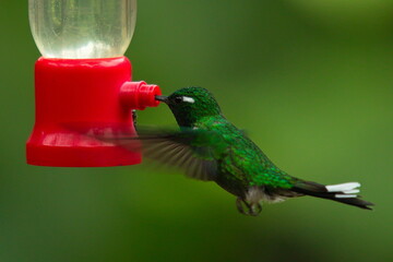 Hummingbirds on a feeder in Mindo, Ecuador, South America
