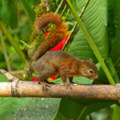 Squirrel on a bird feeding place in Mindo, Ecuador, South America
