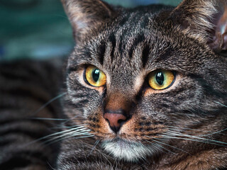 Portrait of a striped cat with yellow eyes.