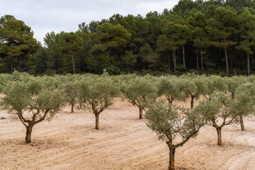 Fototapeta na wymiar Olive field near a forest.