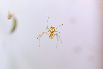 Rio de Janeiro, RJ, Brazil, 03.30.2023 - A garden spider in its web at Grajau Forest Reserve