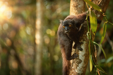 Wildlife of Madagascar: close up Black lemur, Eulemur macaco. Dark lemur from Madagascar in moist forest, lit by morning sun rays. Eye contact, black fur, bright orange eyes. Sambirano, Madagascar.