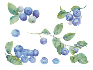 Set of Blueberries on an isolated white background. watercolor hand drawn berries
