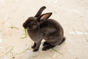 the rabbit family is having breakfast