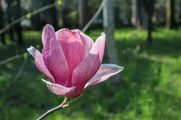 beautiful pink magnolia soulangeana flower close up