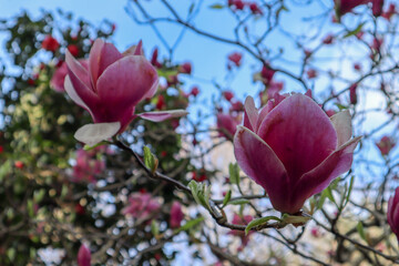 beautiful pink magnolia soulangeana tree in bloom