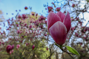 beautiful pink magnolia soulangeana flower close up