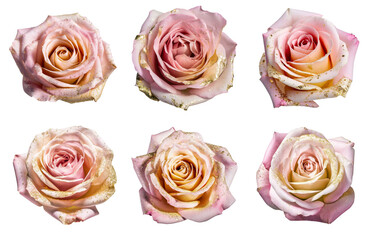 Assorted light pink rose flower heads with gold glitter splatter on transparent PNG background. Generative AI.