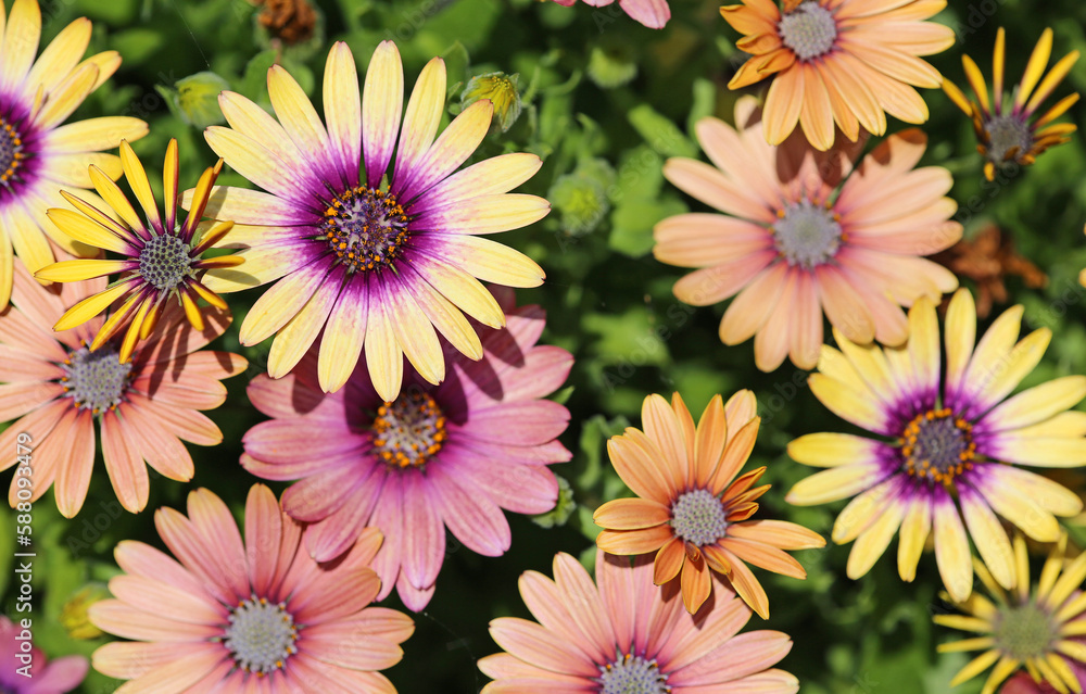 Canvas Prints Colorful African daisy