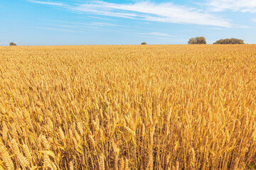 The golden wheat field under a gorgeous blue sky with clouds. Ukrainian summer agriculture field.